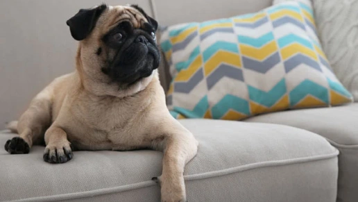 Quecasa Móveis Planejados